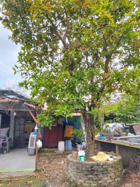 Nhà mặt tiền Nhơn Hoà, 500mv, 1ty5